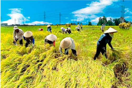 Lúa hữu cơ được sản xuất như thế nào? Hãy cùng mình tìm hiểu nhé