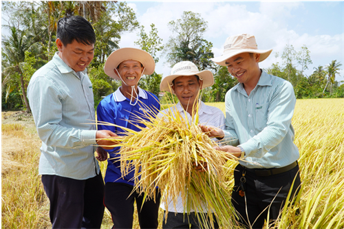 Sản xuất lúa theo hướng hữu cơ – hướng đến nền nông nghiệp sạch, bền vững
