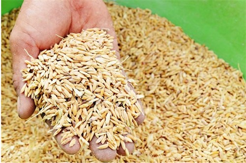 Lợi ích của gạo hữu cơ: Xu hướng tiêu dùng bền vững cho sức khỏe