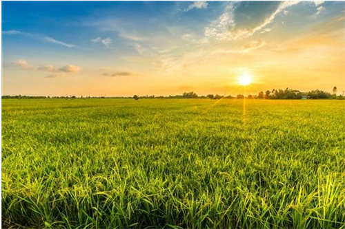 Phòng trừ sâu bệnh bằng phương pháp sinh học trên cây lúa
