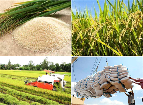 Áp dụng vào sản xuất các tiến bộ kỹ thuật mới giúp tăng sản lượng lúa đông xuân 2023-2024